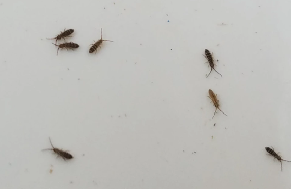 톡톡이벌레