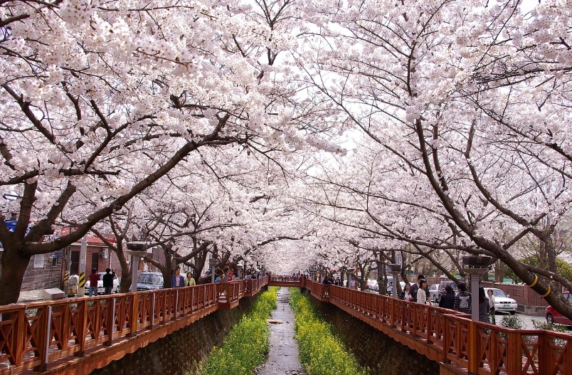 진해 벚꽃