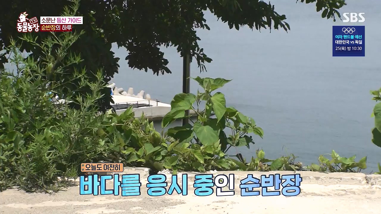 TV 동물농장.E1181.240722p-NEXT.mp4_20240721_165542.297.jpg