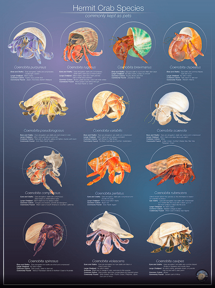 Hermit Crab Species&#44; 사진 출처=Behance