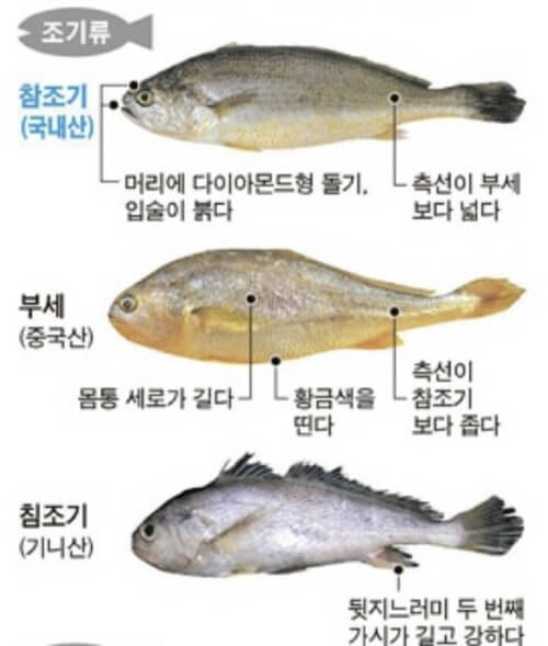  조기의 종류 참조기 부세조기 침조기 민어조기 수조기 백조기의 차이점