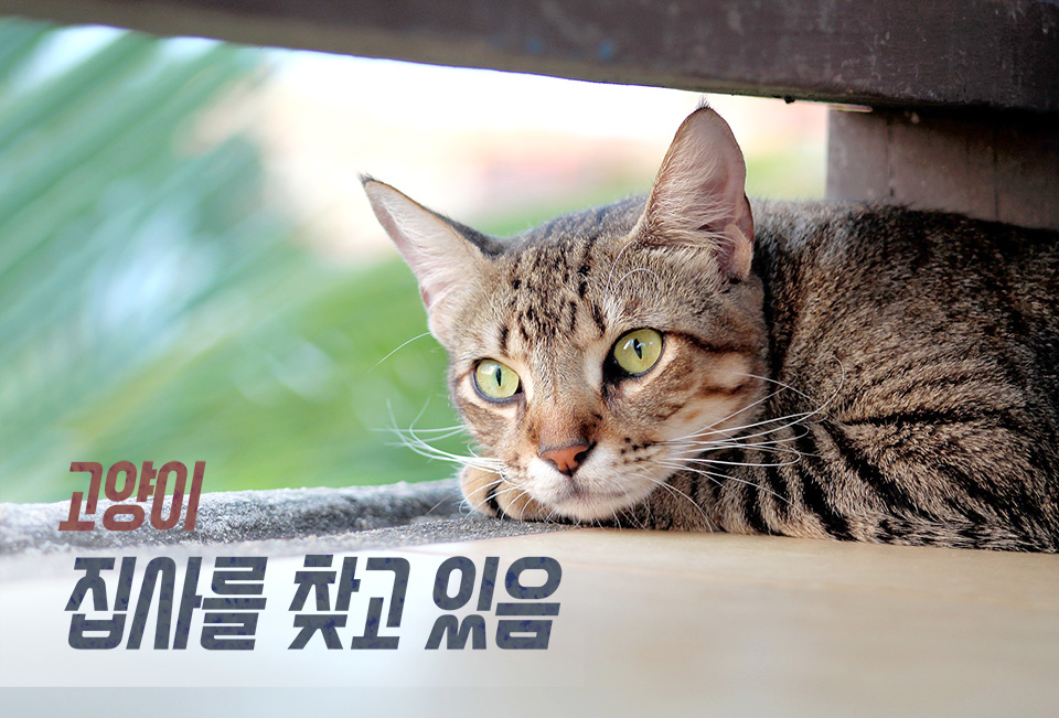  추천 무료 폰트 - 산돌 스웨거체