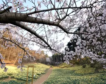 서산 유기방 가옥 수선화 축제_12