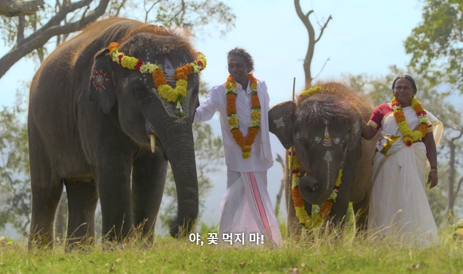 &lt;아기 코끼리와 노부부&gt; 다큐멘터리 중 봄만과 벨라의 결혼식에 함께한 아기 코끼리 라구와 암무