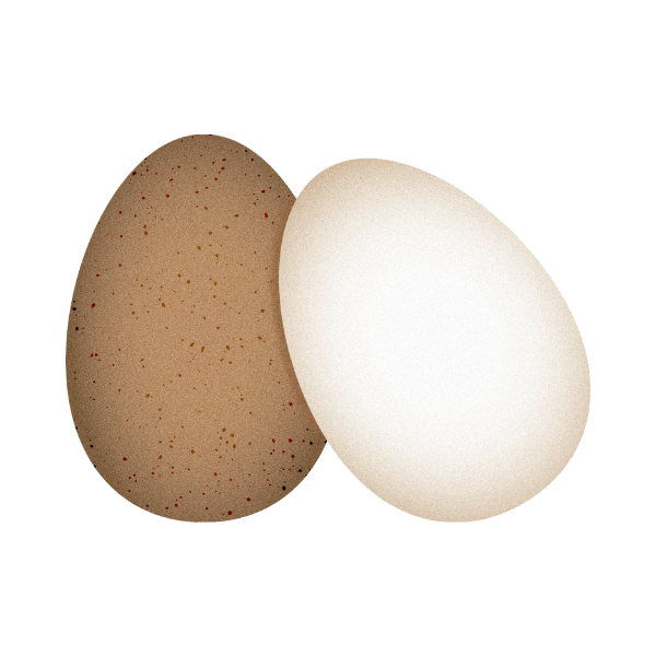 갈색 계란과 흰색 계란의 색깔 차이