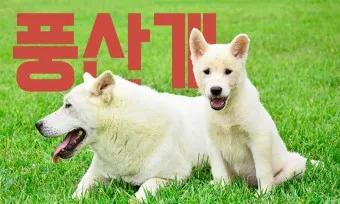풍산개 분양 가격 수명 성격 장점 단점_11