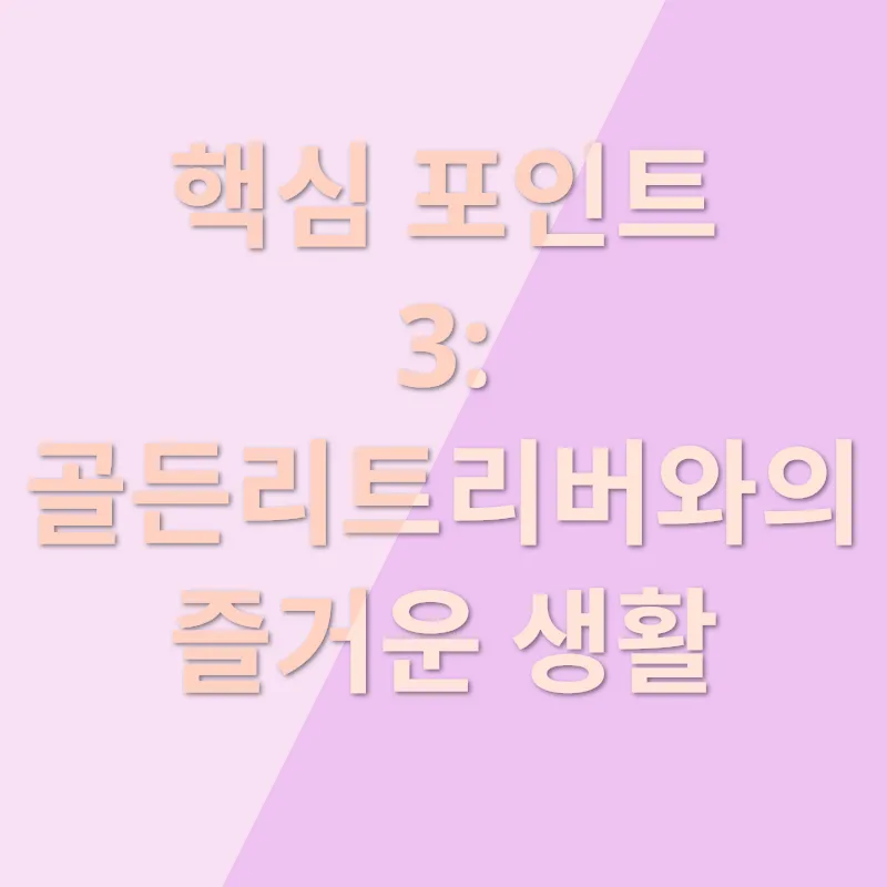 골든리트리버 분양_3