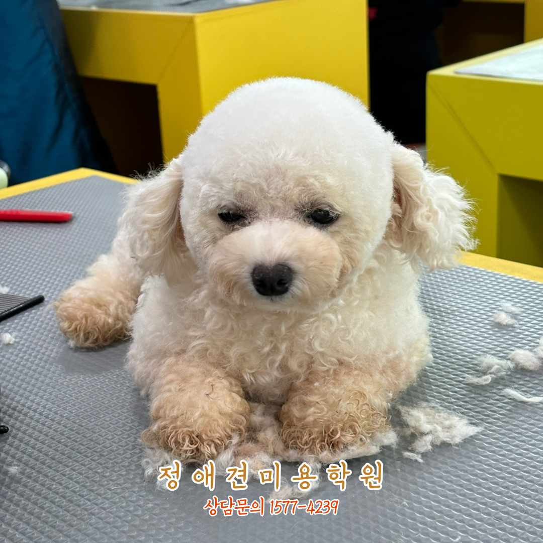 정애견미용학원 양산점