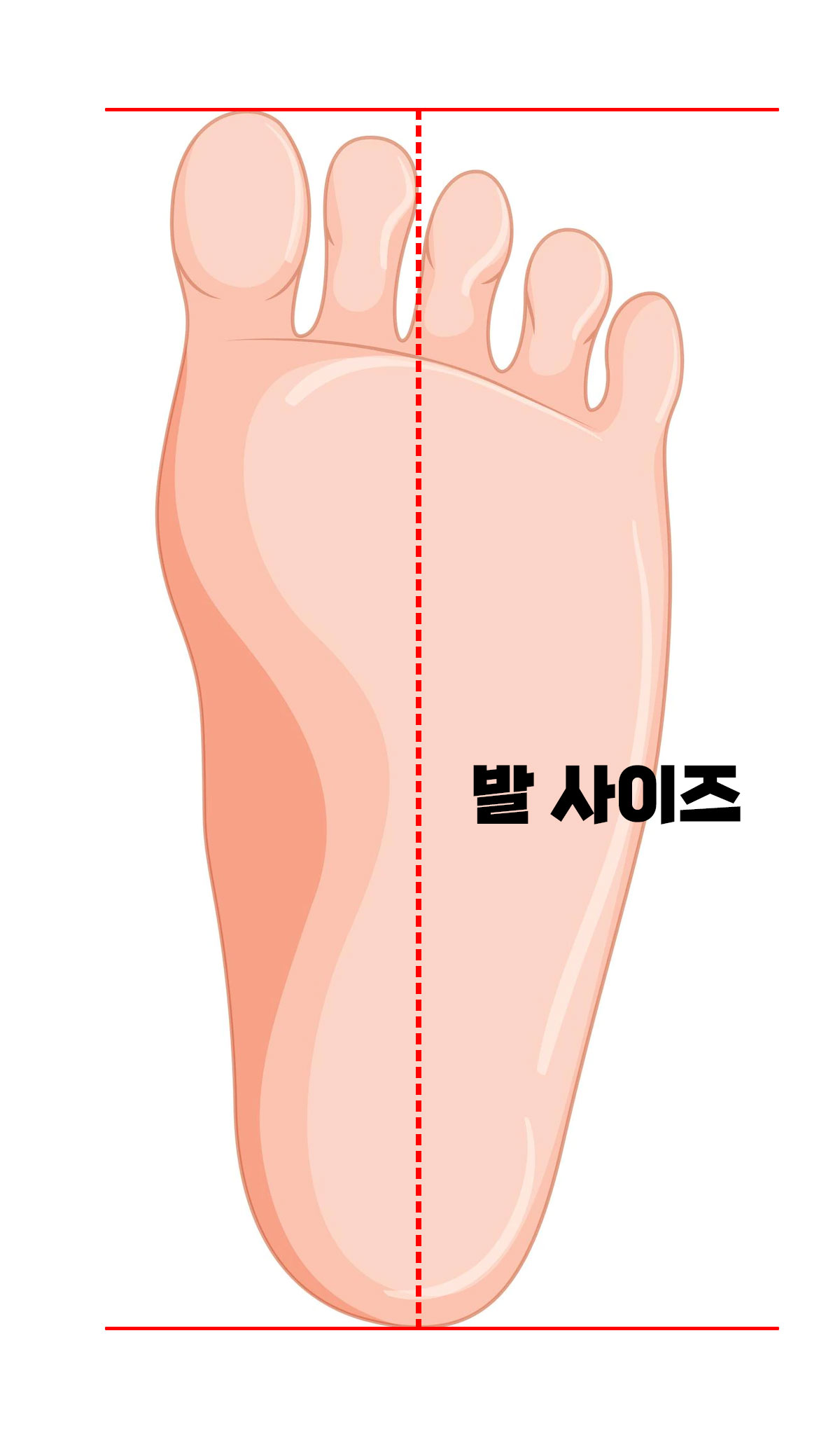 발 사이즈 측정 방법