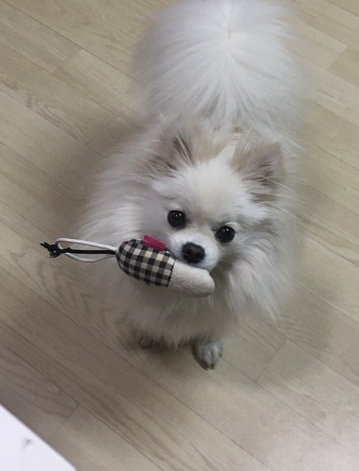  반려견 설이를 소개합니다