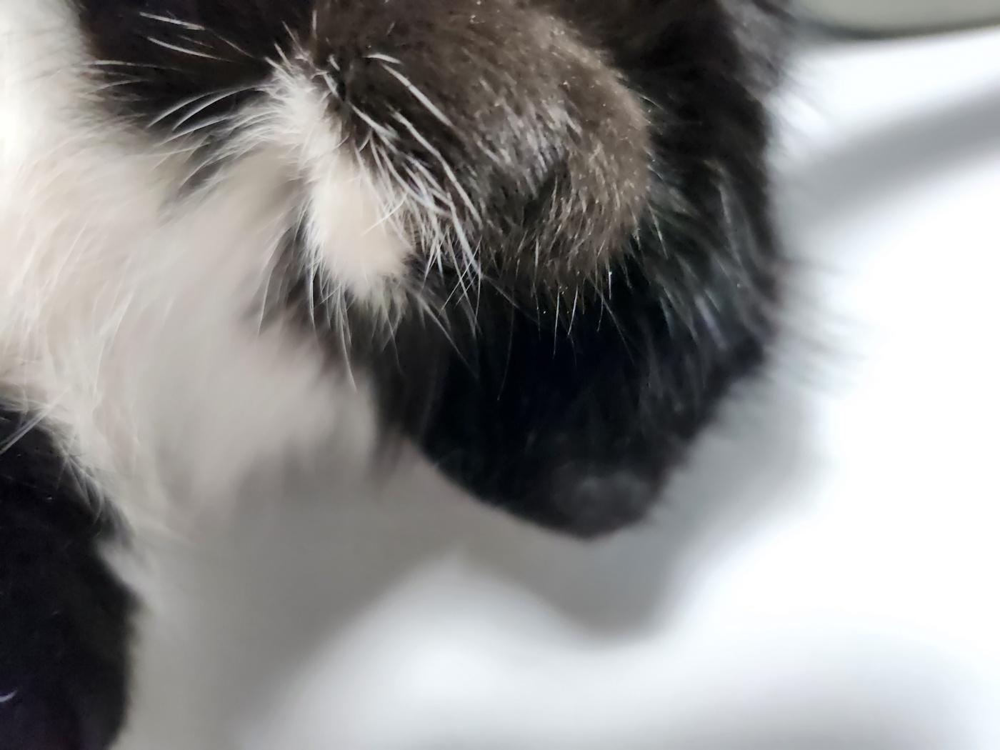 고양이 중성화