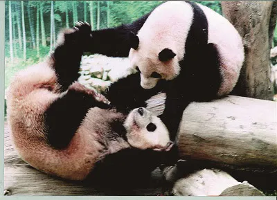 돼지만판다 이미지