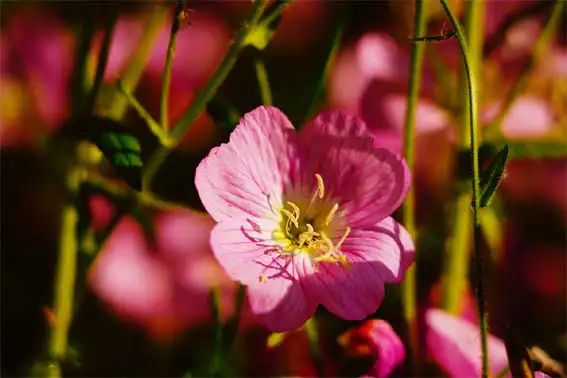 분홍색-달맞이꽃-홍접초