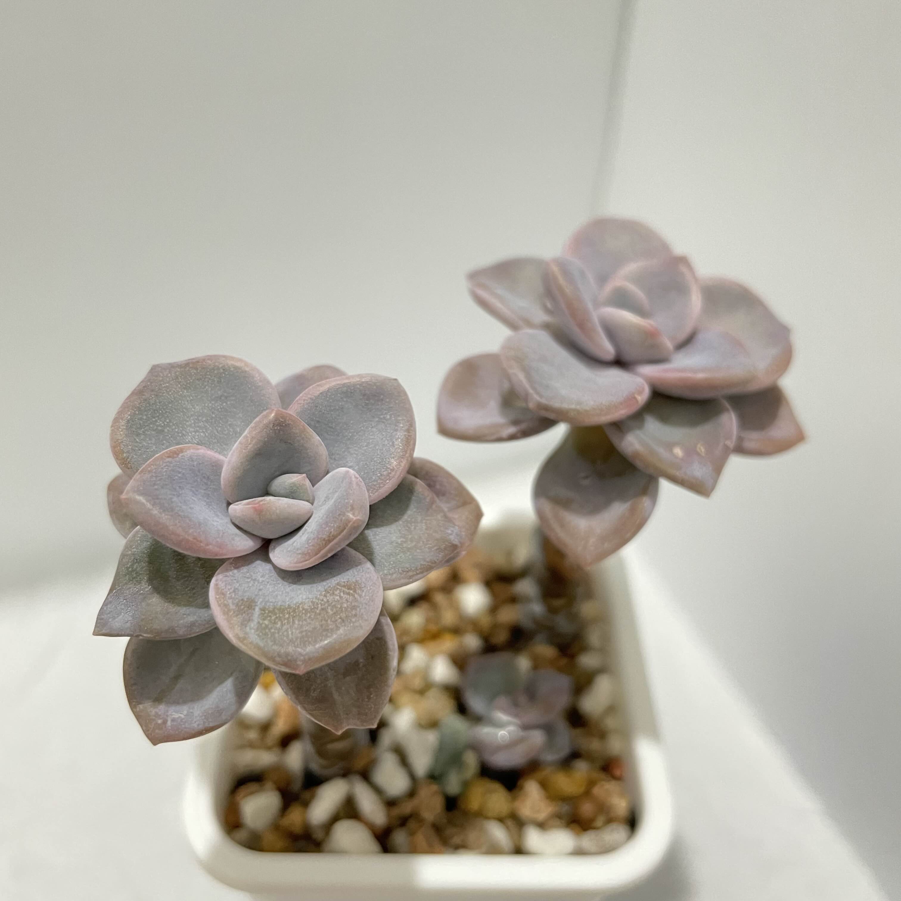  다육 노마 Echeveria Roma