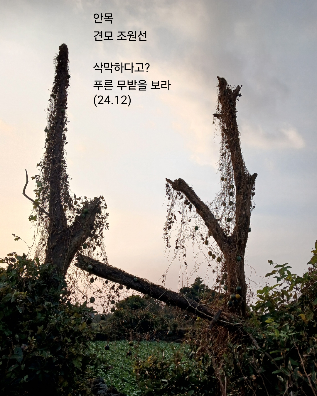안목 이미지