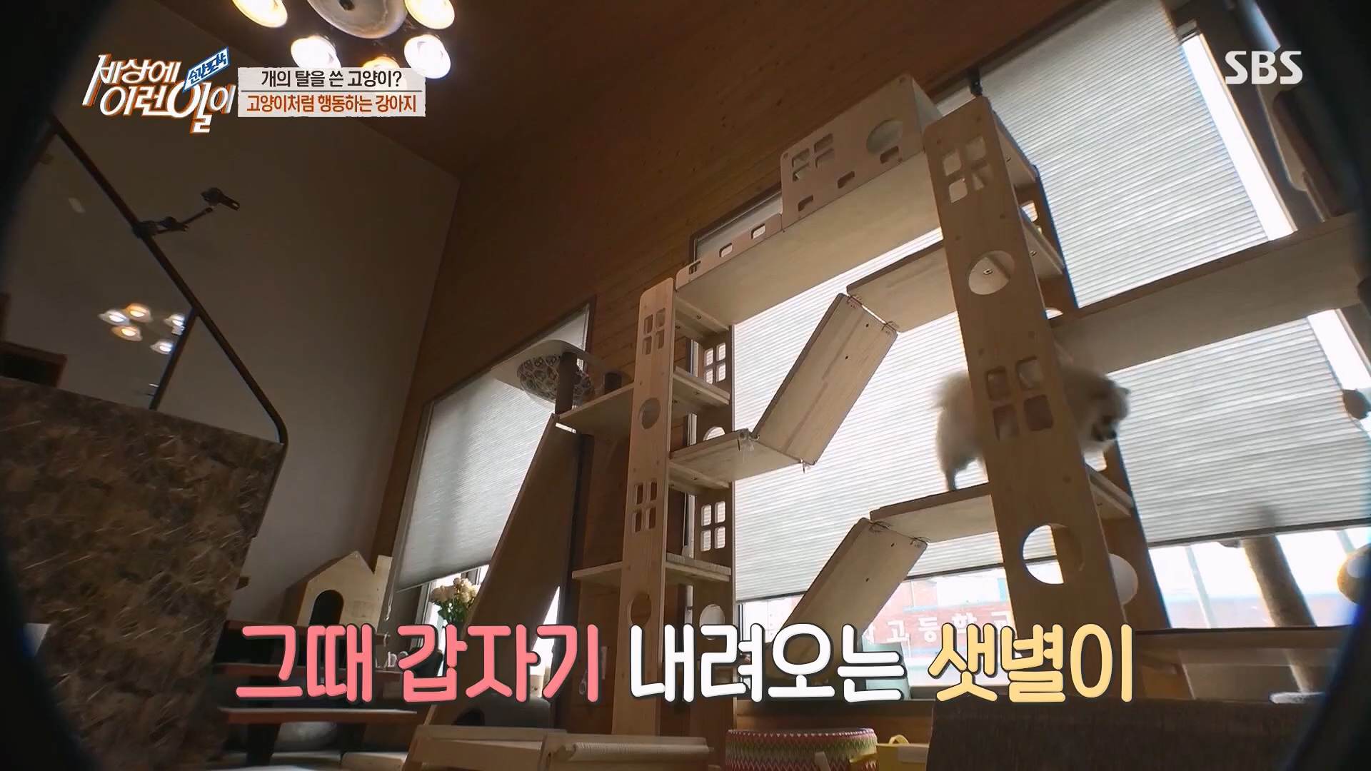 순간포착 세상에 이런일이.E1229.230509p.H264-F1RST.mp4_20230510_194445.203.jpg