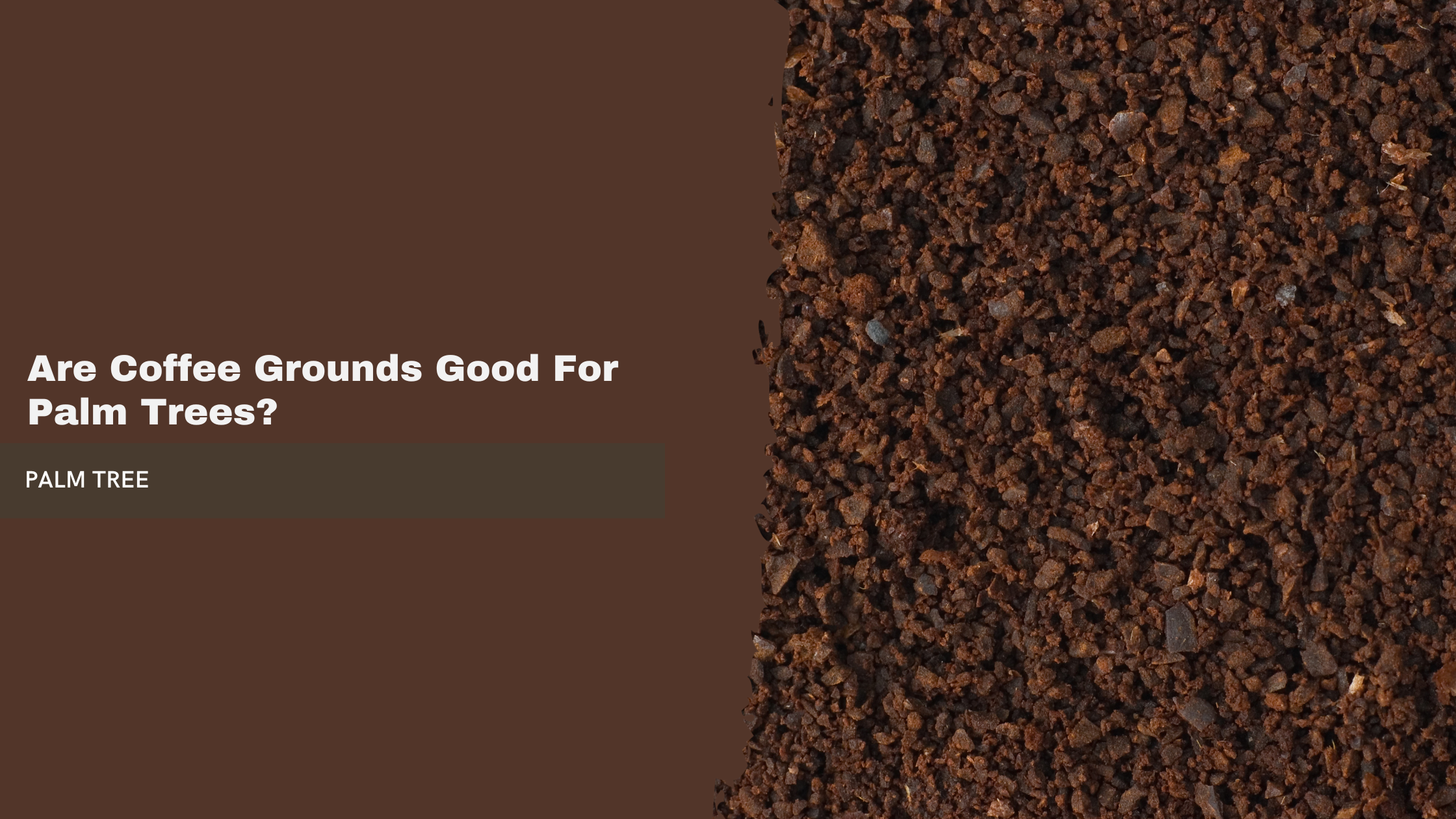 Are Coffee Grounds Good For Palm Trees?