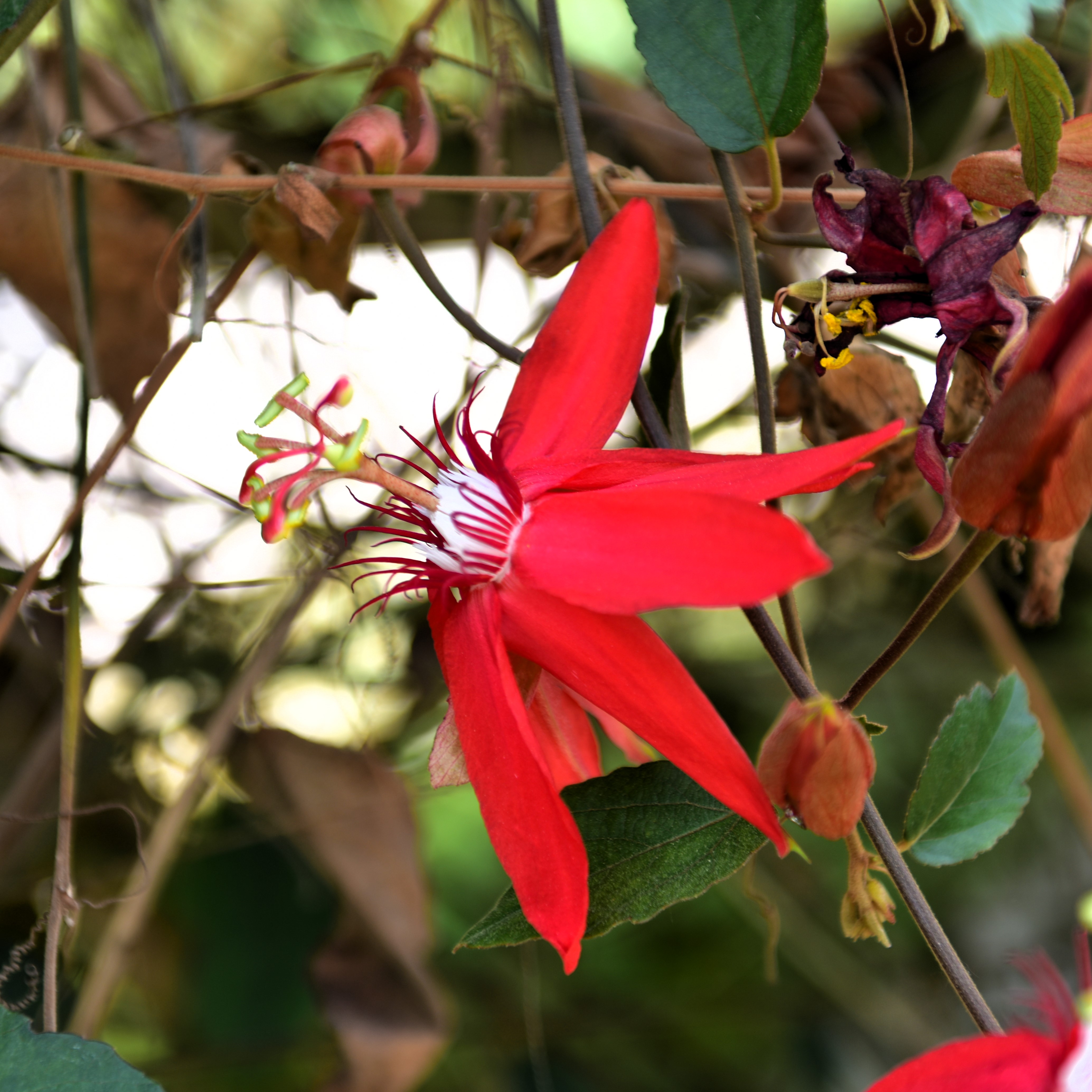 Passiflora vitifolia(패션플로라 비티폴리아) - 세계꽃식물원 - 아산시 - 충남