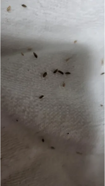 초파리 없애는 방법 효과 만점 초파리 트랩 만들기_11