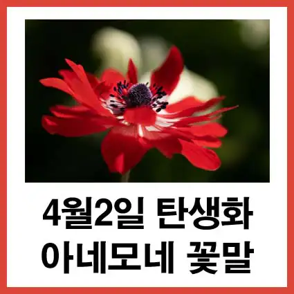 4월-2일-탄생화-아네모네-꽃말