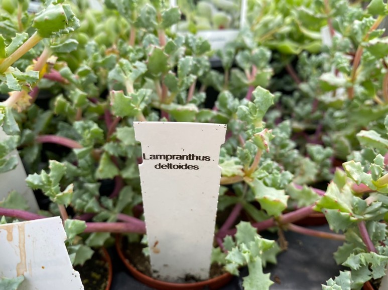 이름 가격도 같이 알아봐요. 예쁜 다육이 종류 28