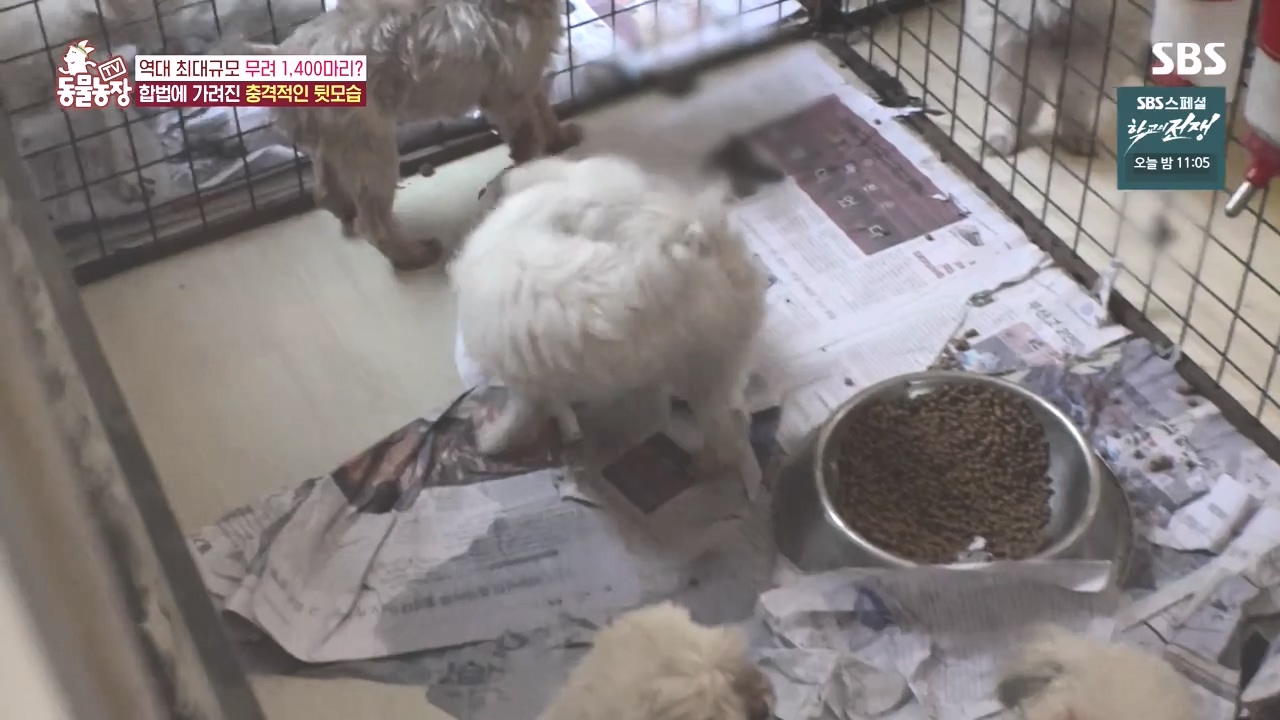 TV 동물농장.E1142.231023p-NEXT.mp4_20231022_172036.657.jpg