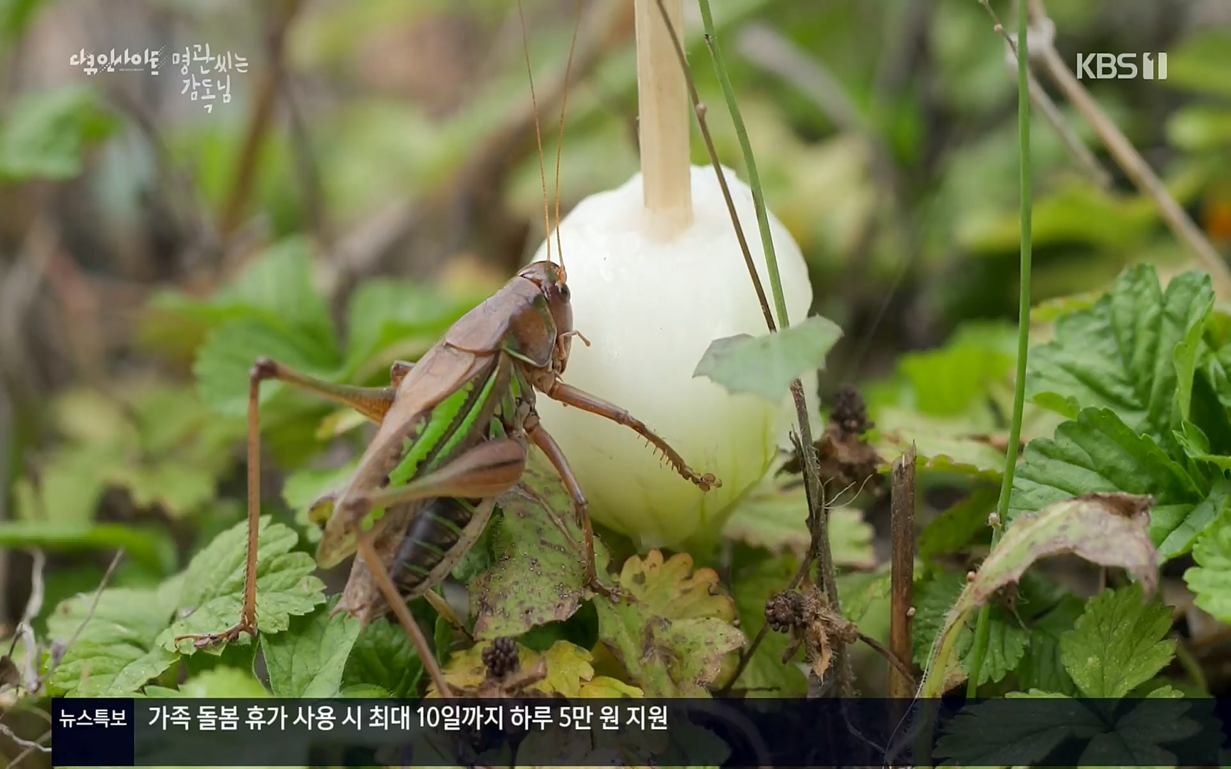 다큐 인사이트.E122.220825p.H264-F1RST.mp4_20220826_152322.555.jpg