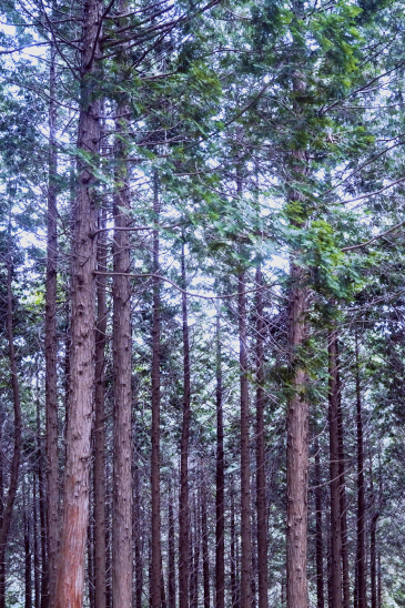 한국 명산 전남 장성 축령산 등산 mountain hiking