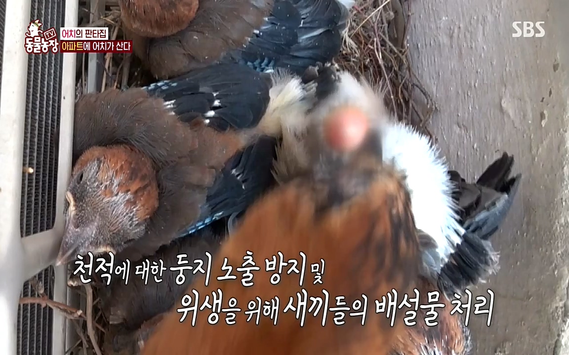 TV 동물농장.E1075.220627p-NEXT.mp4_20220626_175604.104.jpg
