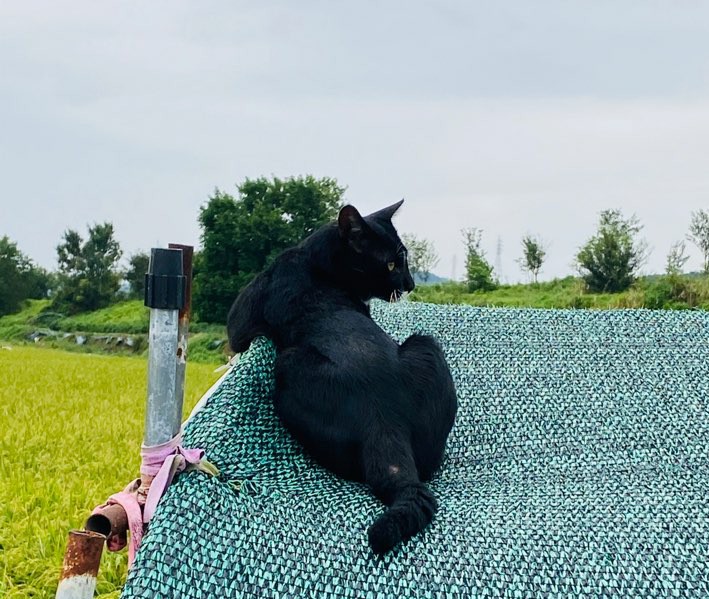 가을 들판 사진 가을 들판에서 4