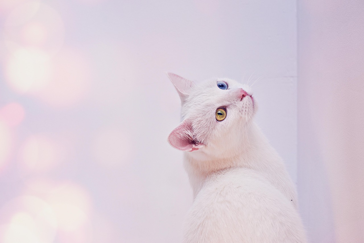 양쪽 눈동자 색이 다른 터키쉬 앙고라 고양이 그림