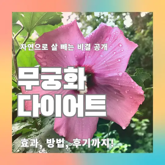무궁화 다이어트
