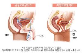 여성 방광염 증상