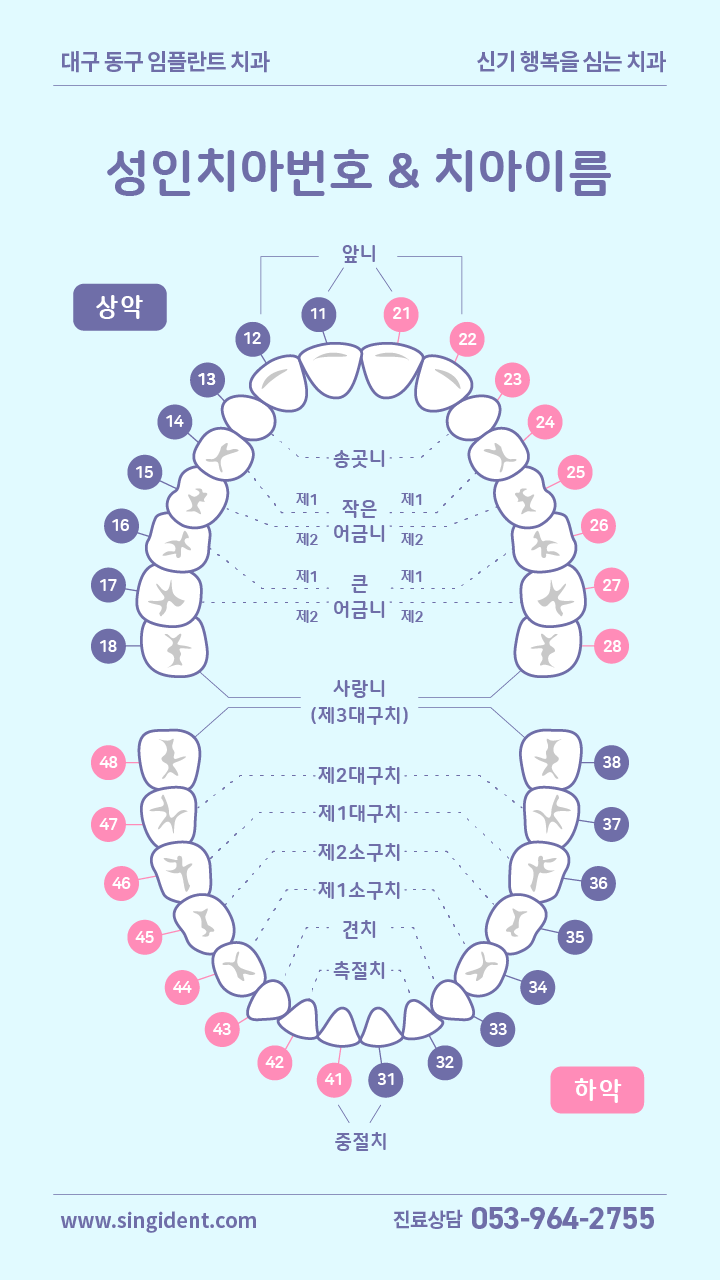 치열궁과 치아이름