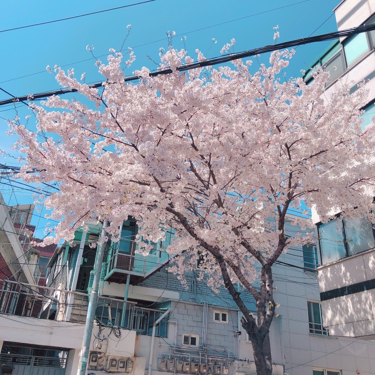 계피물 효능 김동현 시나몬물 계피물 체중 감량에 2