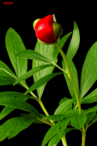 img.gif