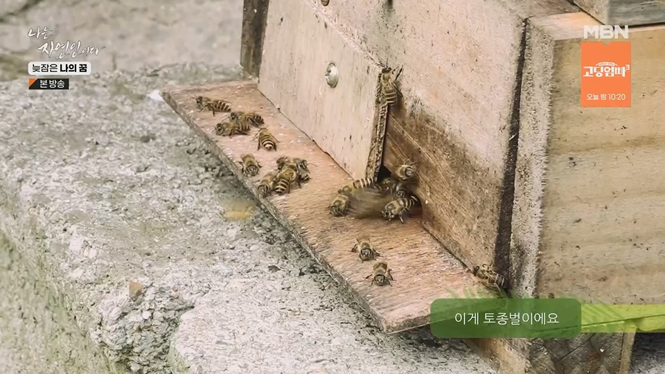 나는 자연인이다.E561.230705p.H264-F1RST.mp4_20230706_213032.513.jpg