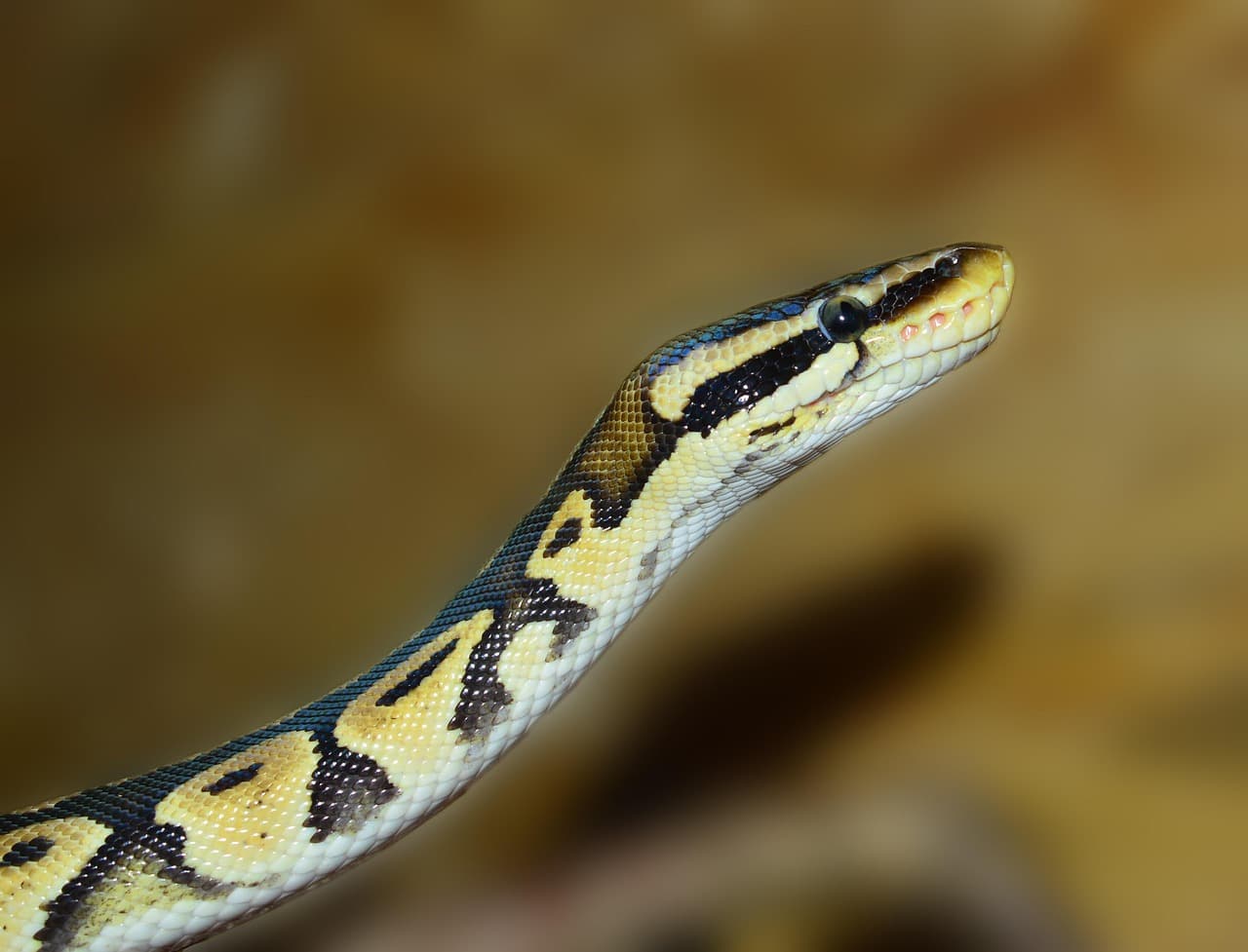 볼파이톤(Ball Python) – 초보자에게 적합한 애완 뱀