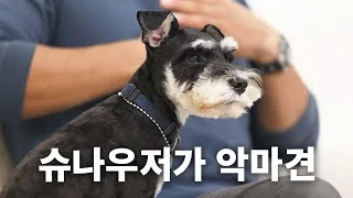 슈나우저 성격 분양 가격 미니어처 성견 몸무게_6