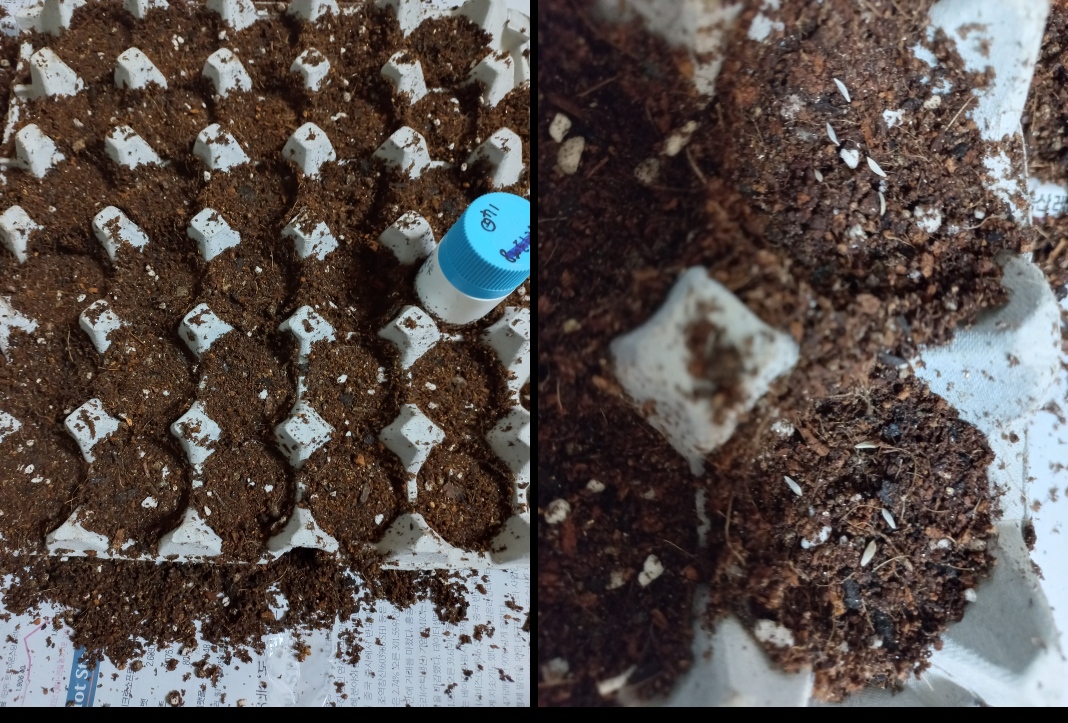 표토(왼쪽)를 눌러 씨를 뿌리는 사진