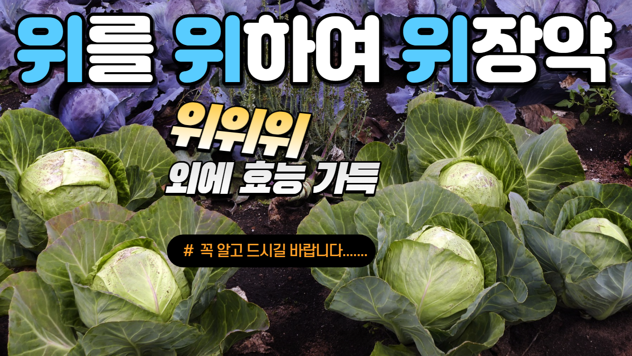  양배추의 효능