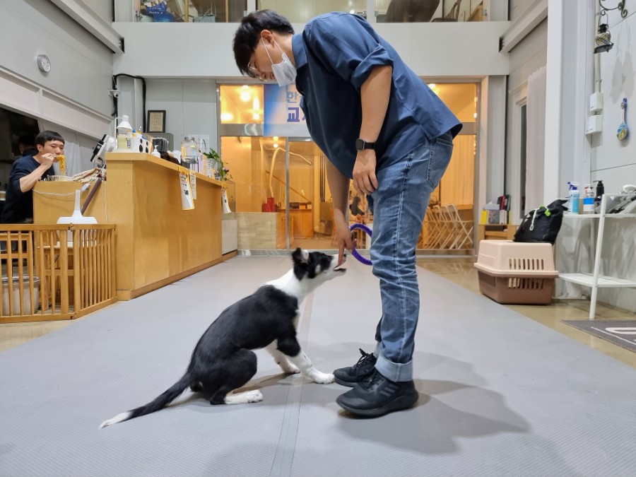 똑똑한 개 종류 머리 좋은 개 보더콜리 지능 14