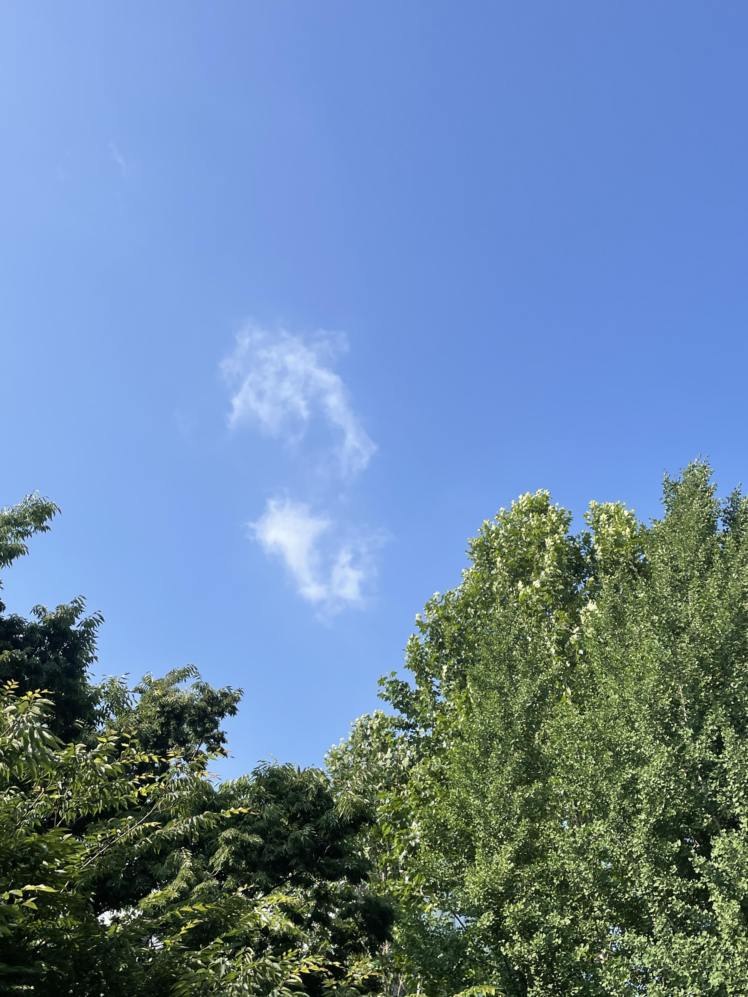 파란하늘&#44; 초록 나무&#44; 구름 한점