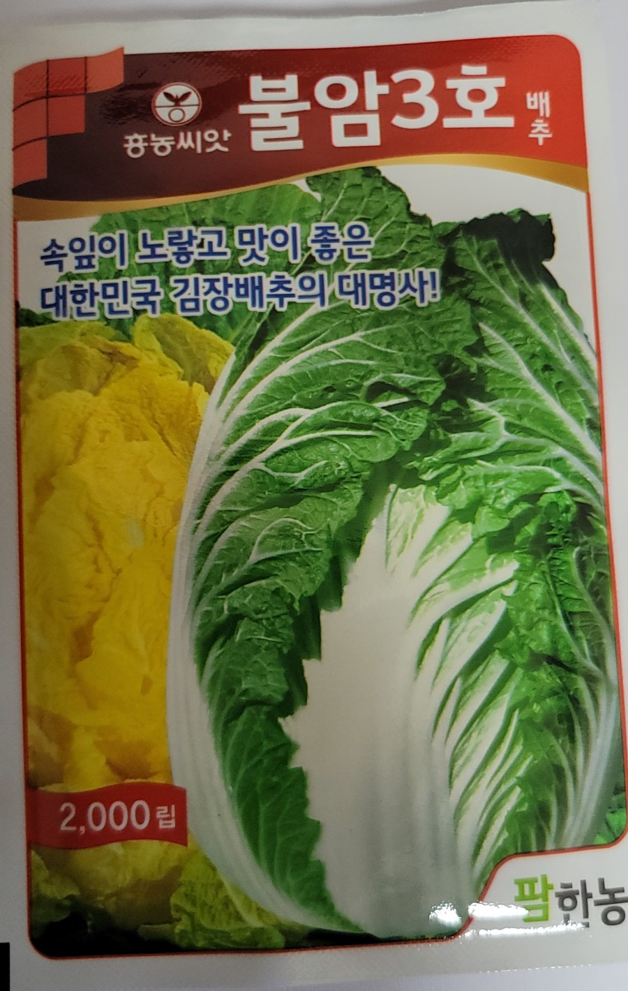 가을배추 가을 김장배추 심는시기는 언제가 2