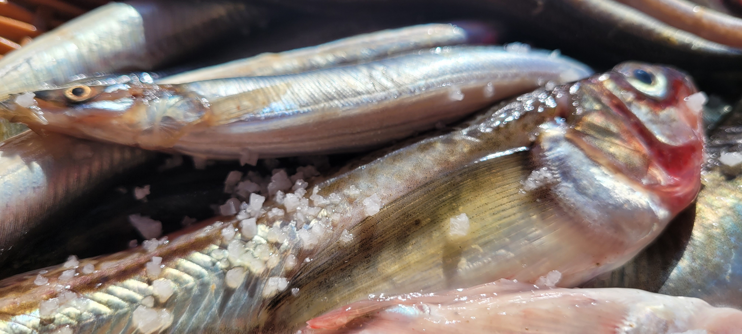  속초 오징어난전 도루묵구이,양미리구이,도루묵조림 먹방 여행