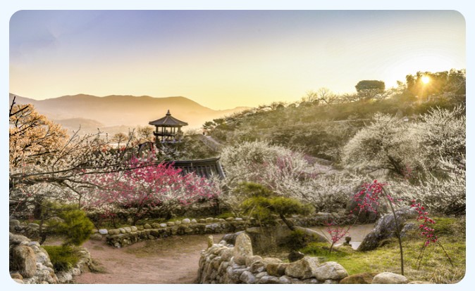 광양 매화 축제 기본정보 입장료 프로그램 주차장 총정리