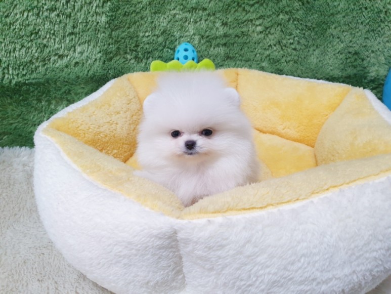 좋은 화이트 포메라니안 광주견분양 사교성 2