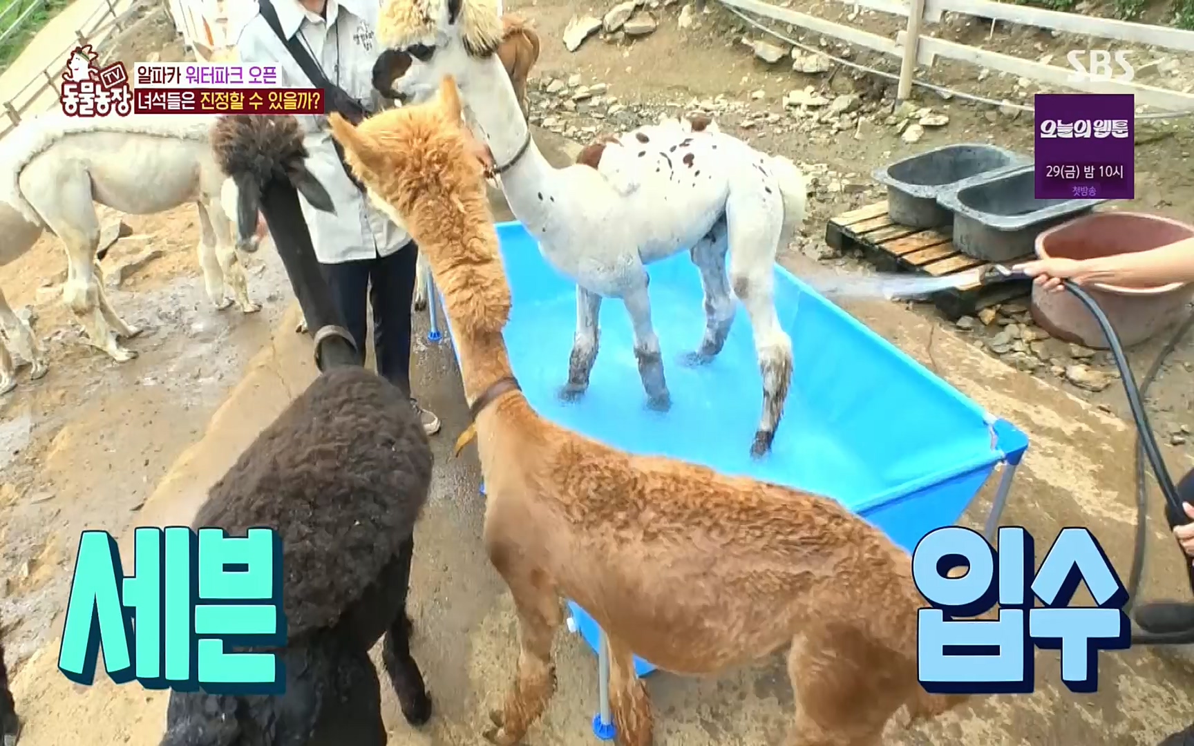 TV 동물농장.E1078.220717p.H264-F1RST.mp4_20220717_151152.185.jpg