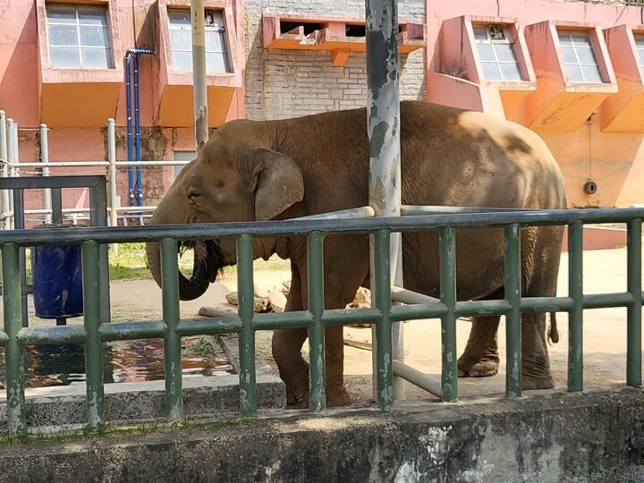 전북투어패스-전주 동물원 아시아 코끼리