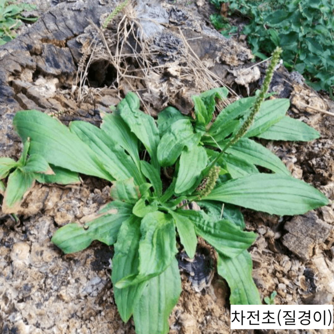 전립선 비대증에 좋은 약초, 차전자피의 놀라운 효능